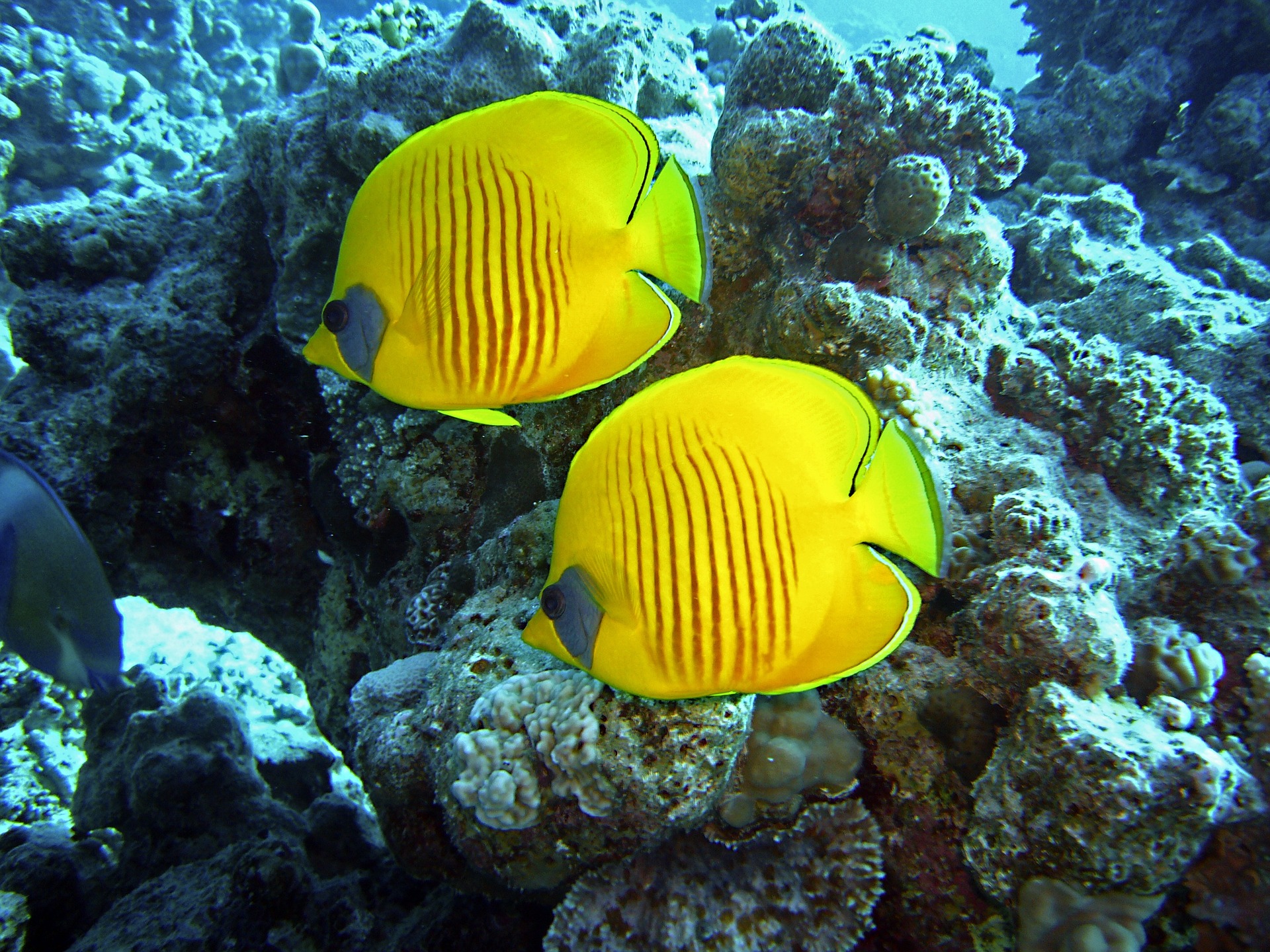 dive-g3b64c0ef4_1920